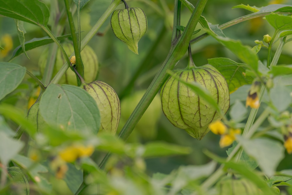 Tomatillo Leaves Turning Yellow