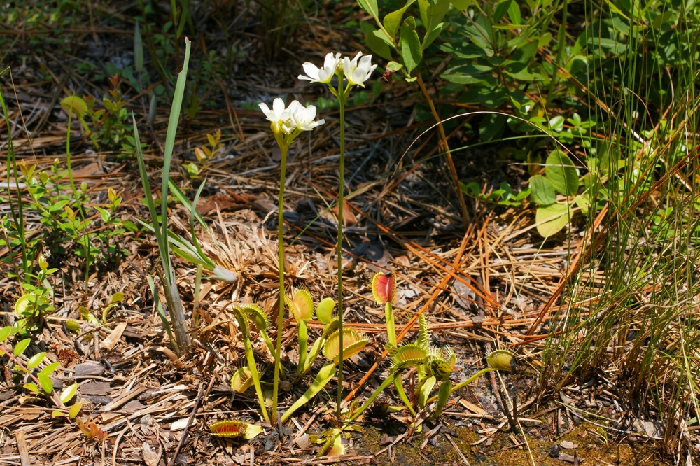 Venus Flytrap Flowering