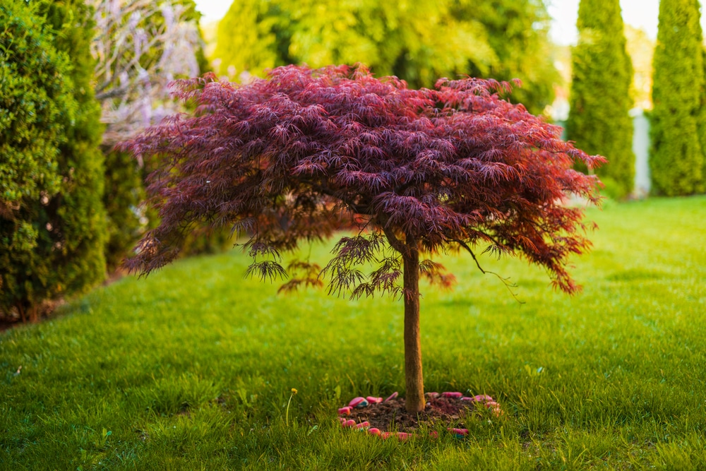 Can You Cut the Top Off a Japanese Maple?