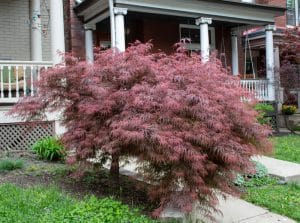 Can You Cut the Top Off a Japanese Maple?