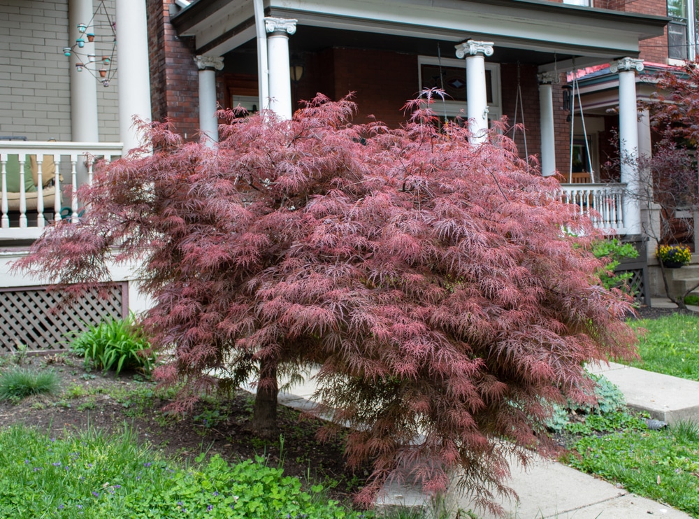 Weeping Japanese Maple