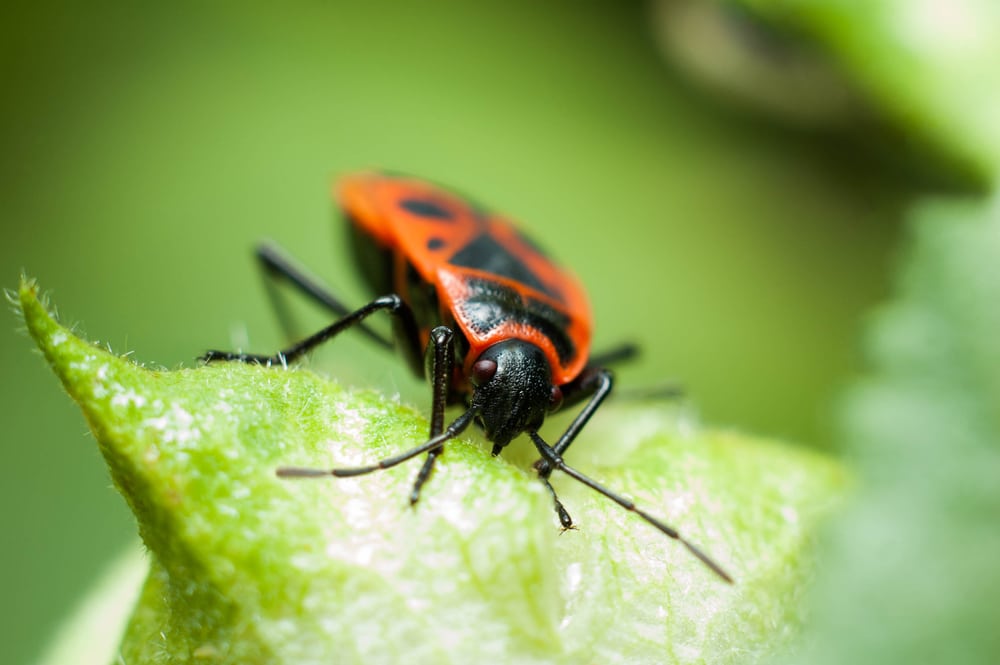 What Do Boxelder Bugs Eat?