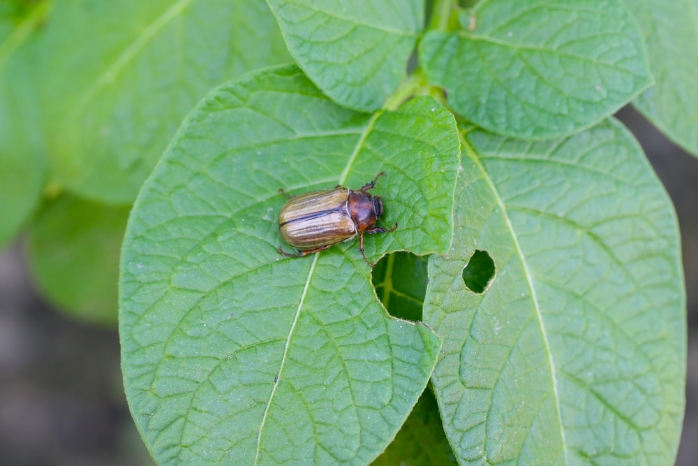 How to Get Rid of June Bugs