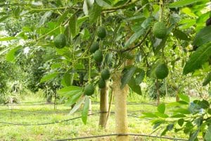 Drooping Avocado Leaves 