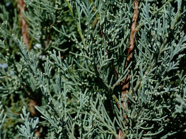 Wichita Blue Juniper Problems and How to Solve Them