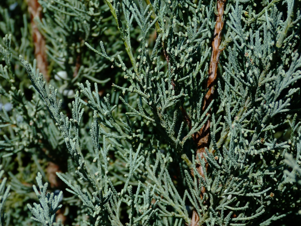 Wichita Blue Juniper Problems 