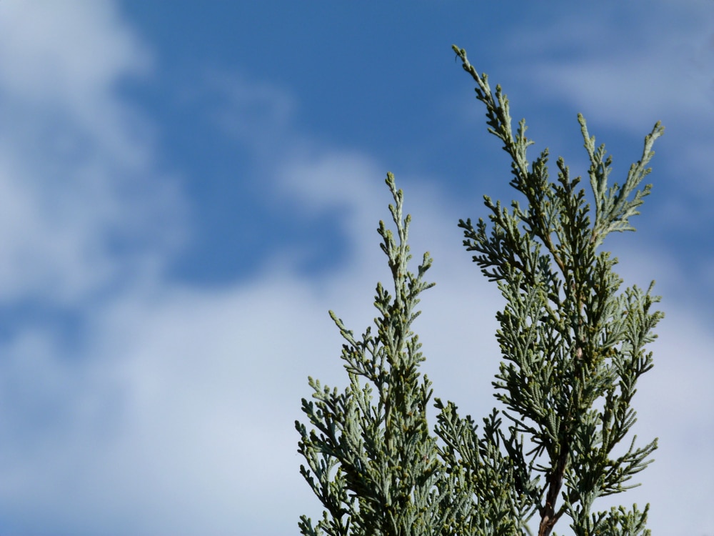 Wichita Blue Juniper Problems 