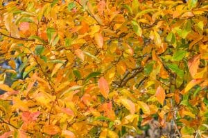 Wildfire Black Gum Tree Pros and Cons