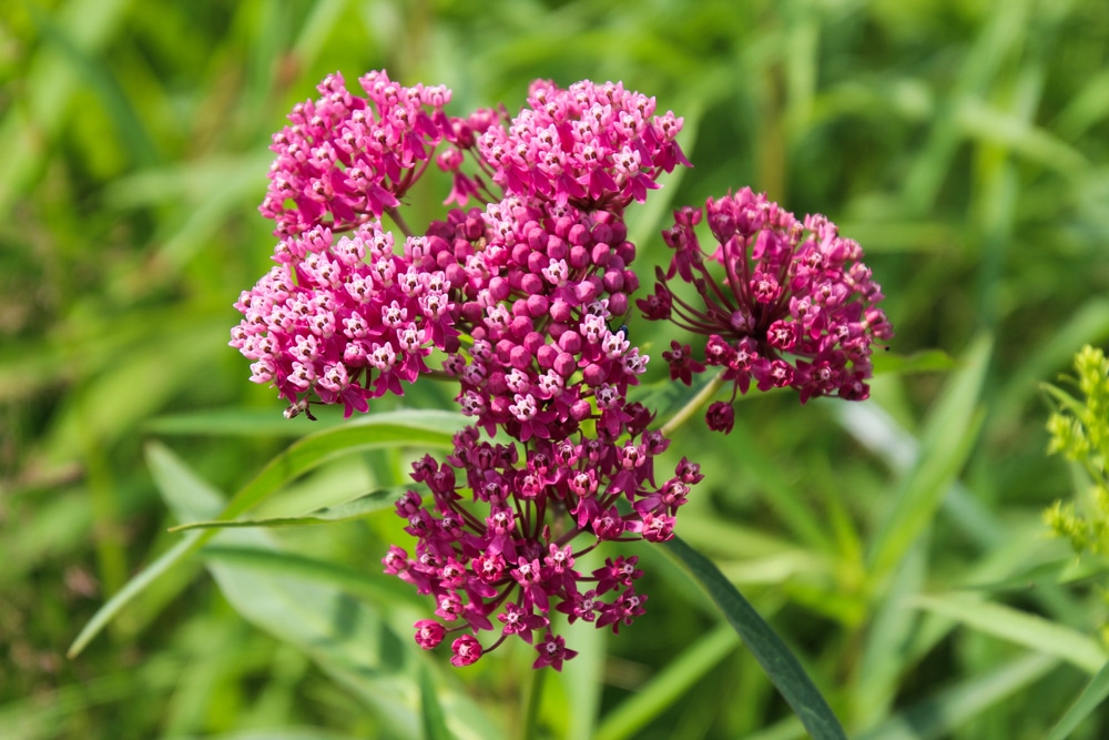 Will Vinegar Kill Milkweed