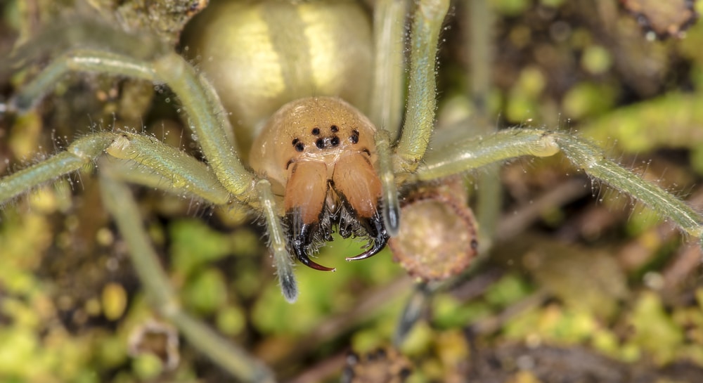 How To Get Rid of Yellow Sac Spiders