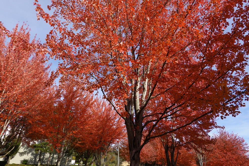 autumn blaze maple pros and cons