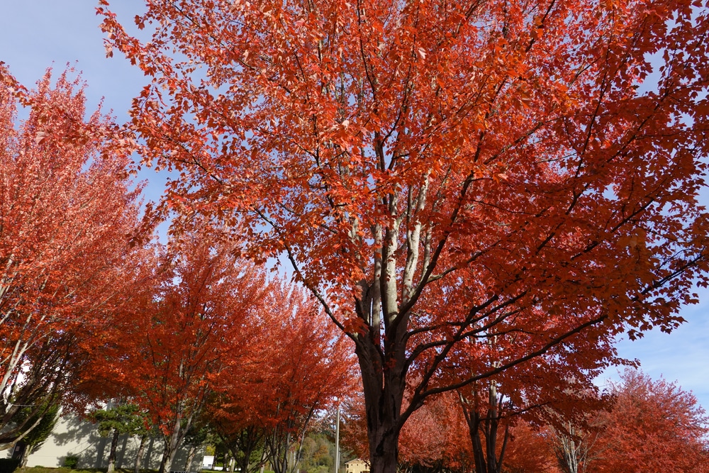 Insects That Attack Maple Trees