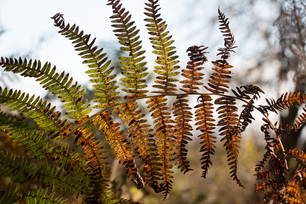 Why Is My Fern Turning Yellow