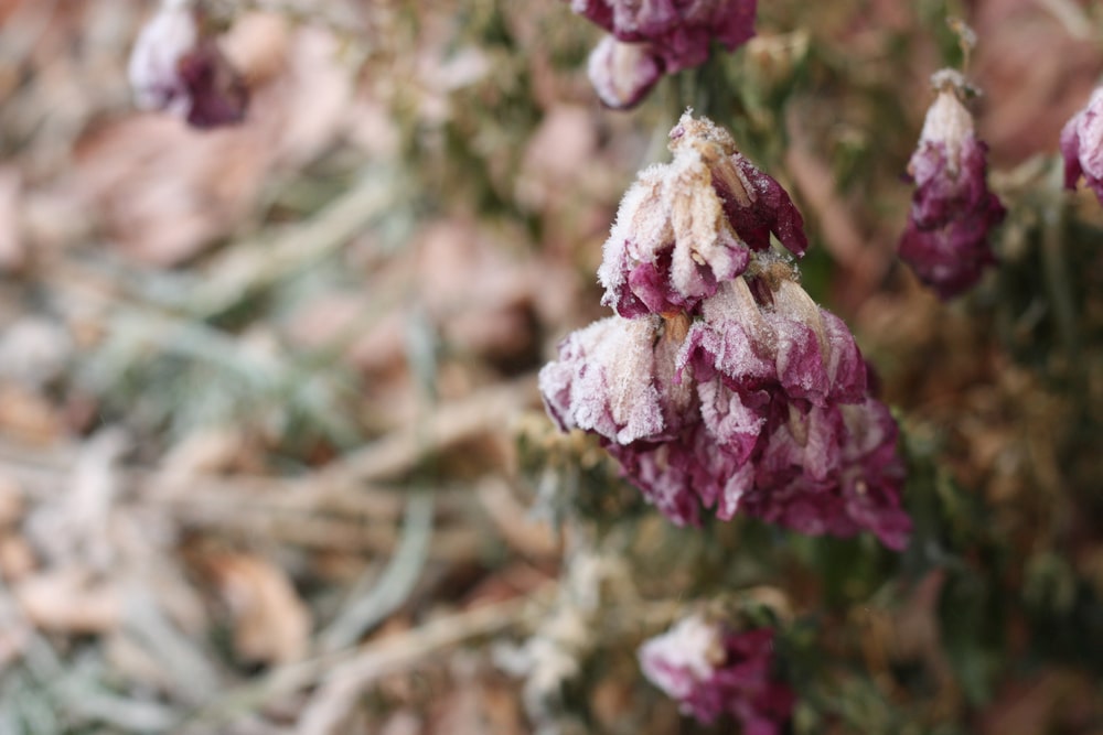 Dead Snapdragons