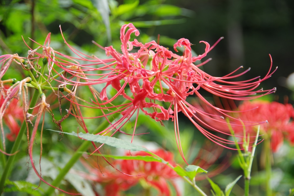 Meaning of Spider Lily