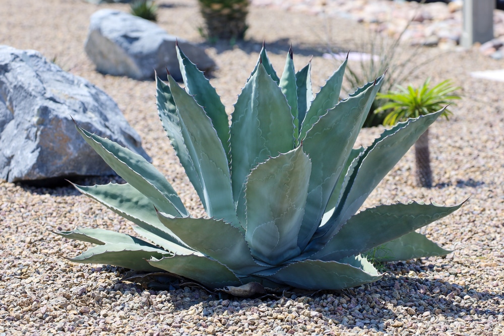 Agave Blue Flame Everything You Need To Know GFL Outdoors agave-blue-flame-everything-you-need-to-know-gfl-outdoors