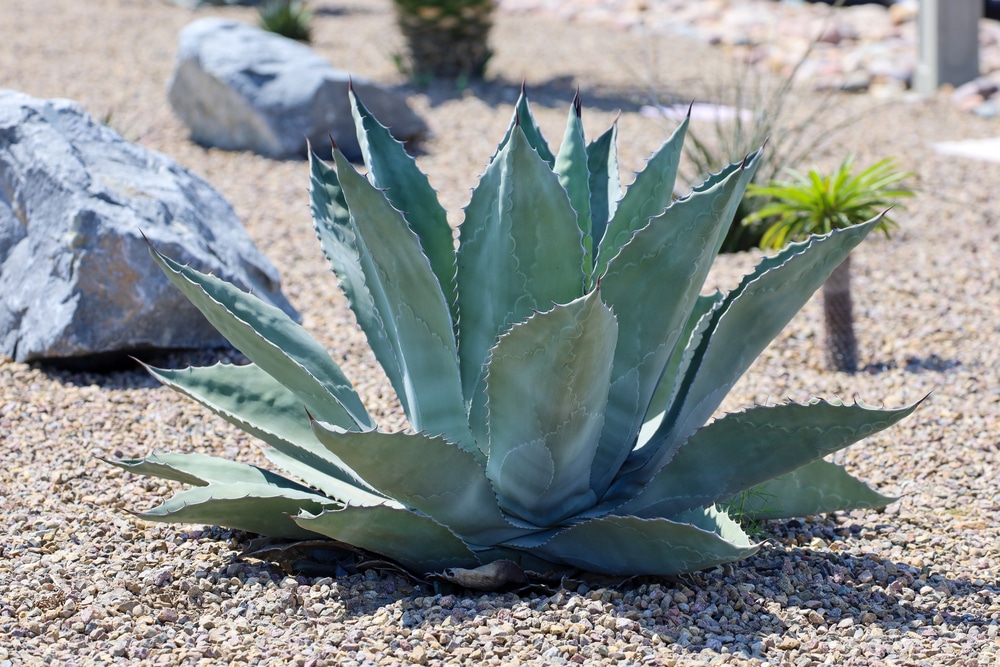 Agave Blue Flame