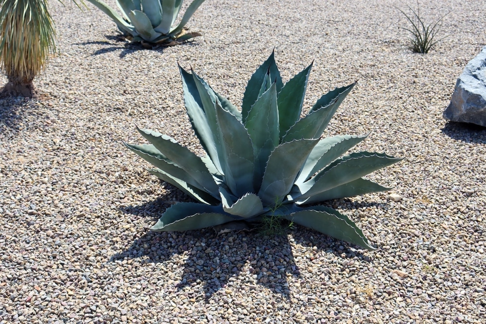 Agave Blue Flame