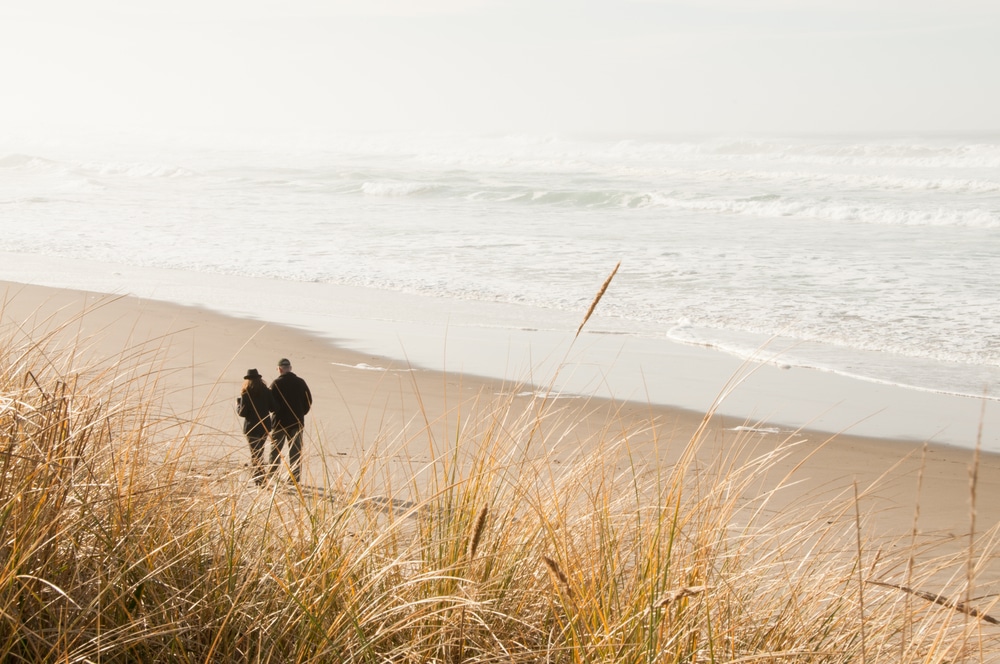 American beach grass