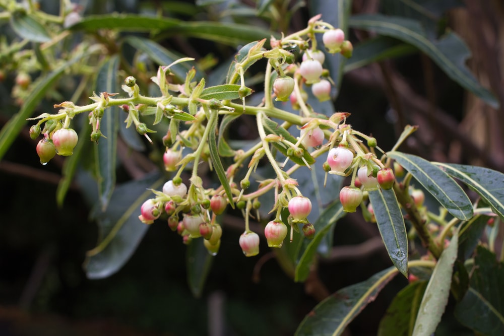 Arbutus Marina Strawberry Tree