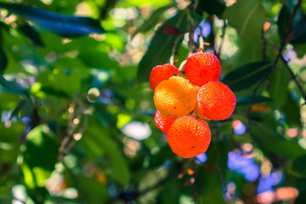 Arbutus Marina Strawberry Tree