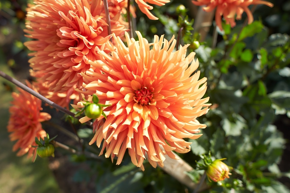 Just Peachy Dahlia 