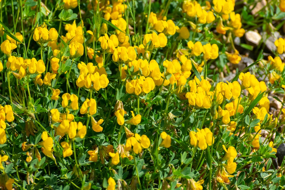 Tall Weeds with Yellow Flowers