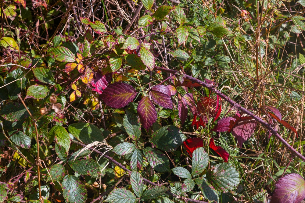 Blackberry Leaves Turning Brown