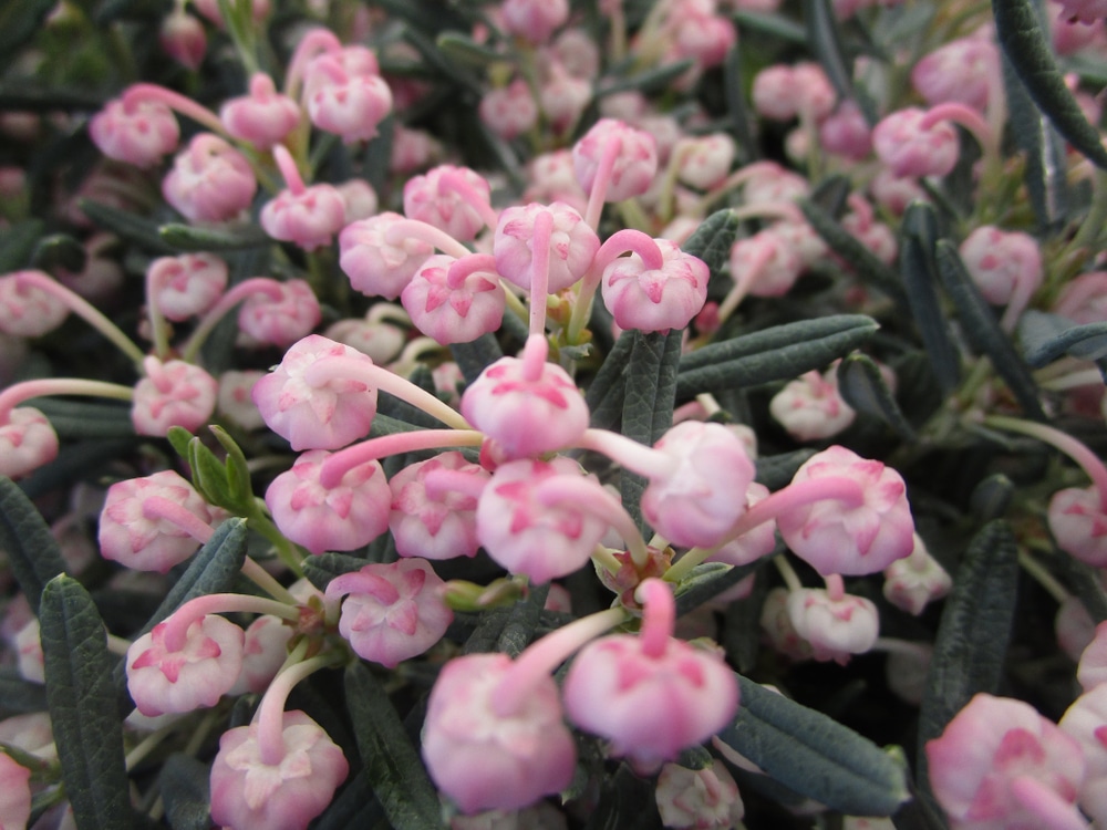 Bog Rosemary Blue Ice