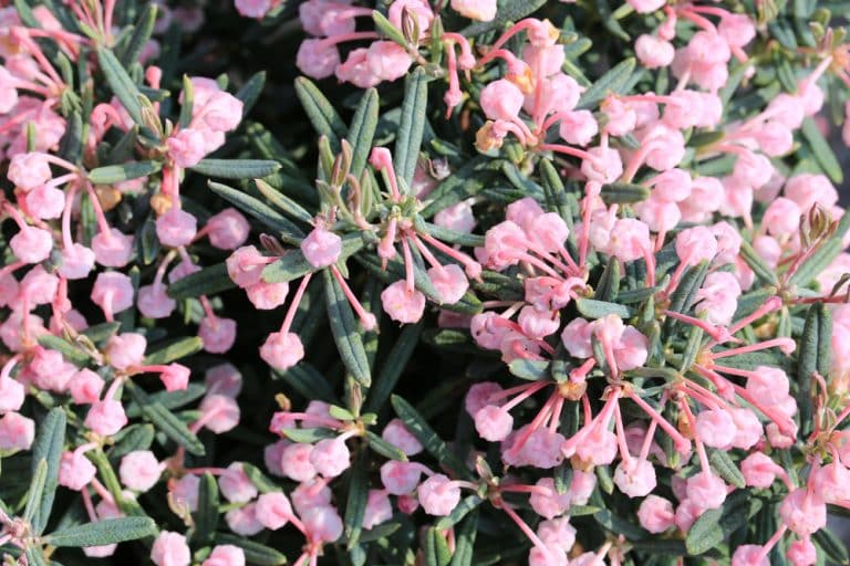 Bog Rosemary Blue Ice Growth and Care Guide GFL Outdoors