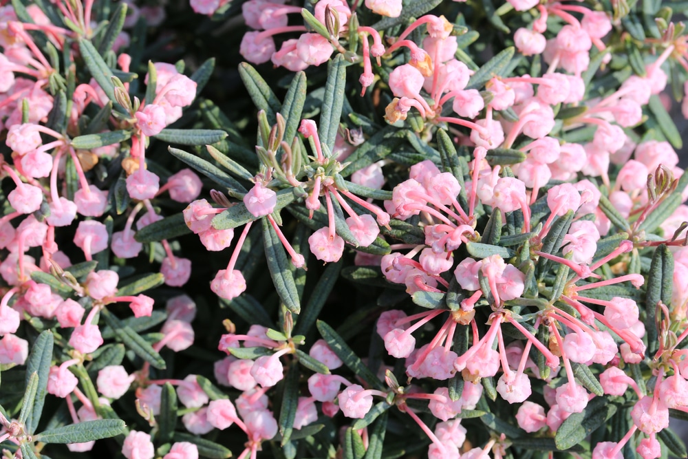 Bog Rosemary Blue Ice