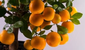 Ornamental Orange Trees