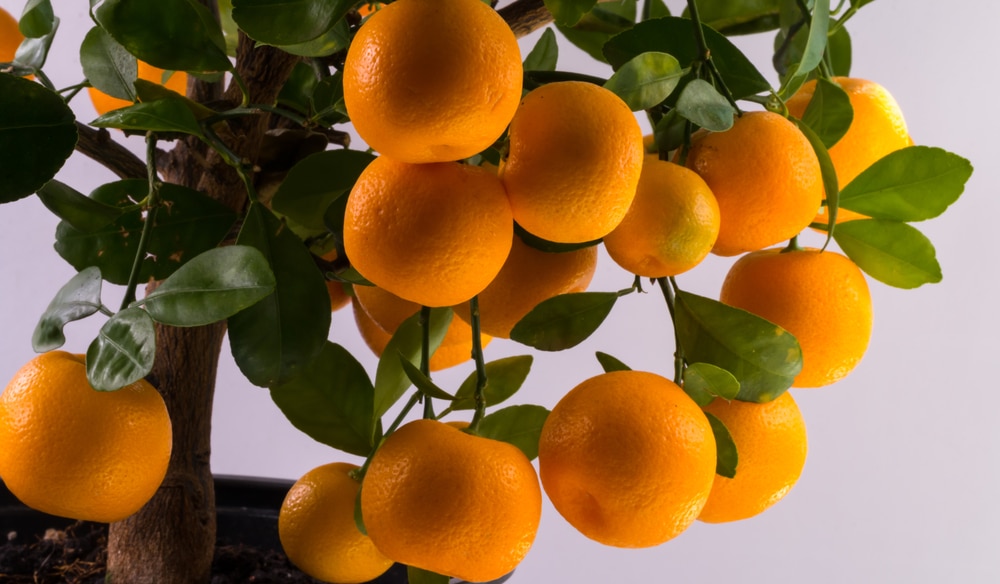 Ornamental Orange Trees
