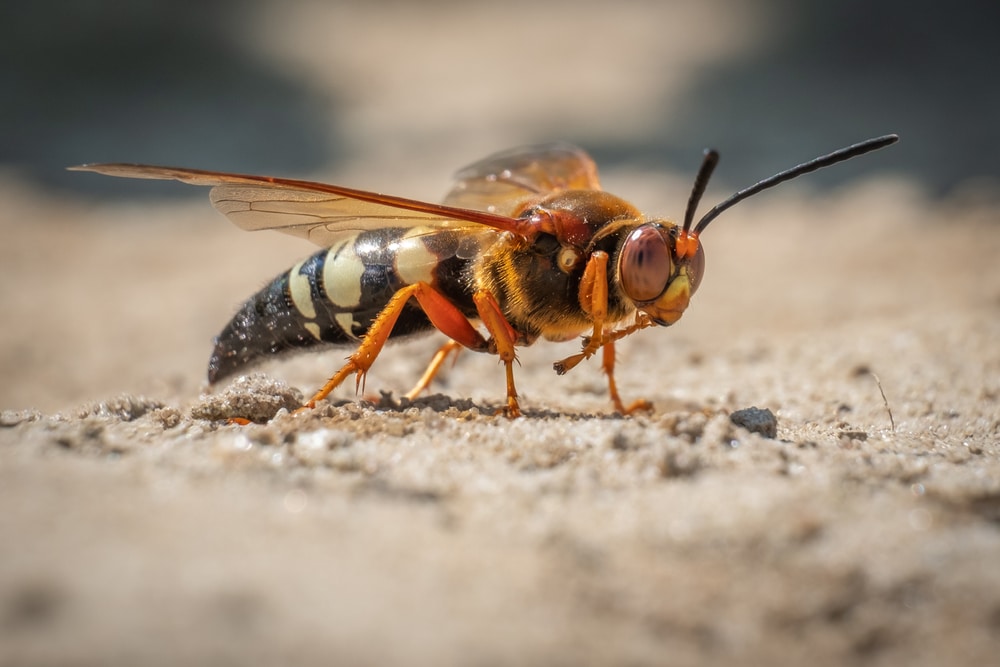 Flying Insects That Dig Holes in the Ground