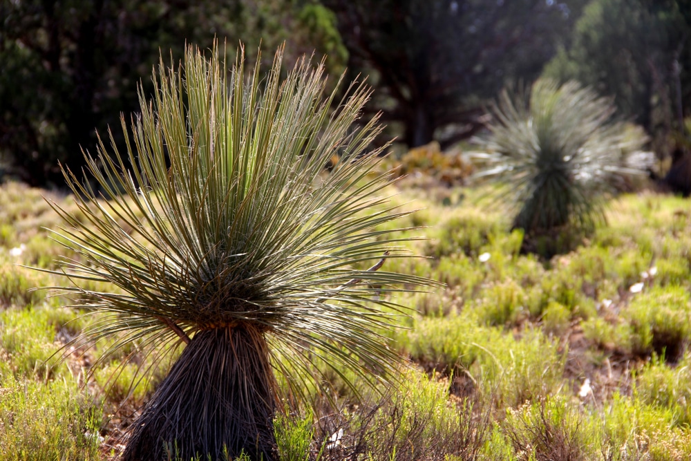 Plants Similar to Yucca