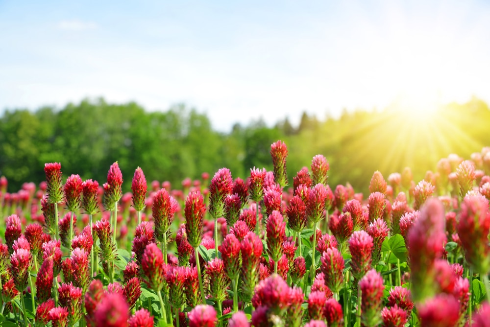 Weeds With Red Flowers