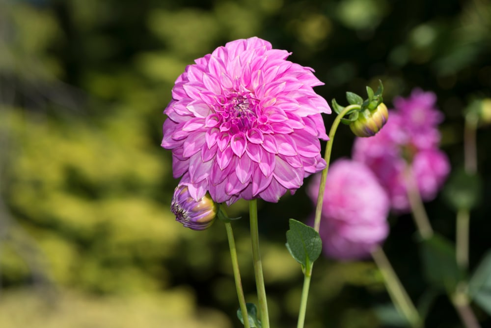 Dahlia Bracken Rose