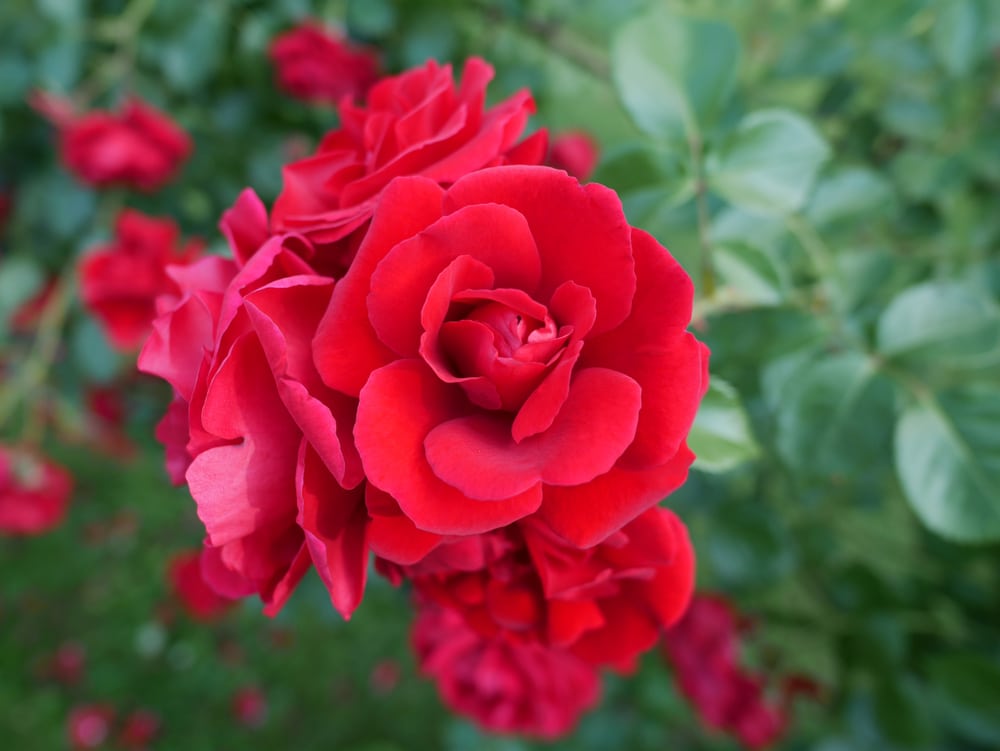 Planting Don Juan climbing roses