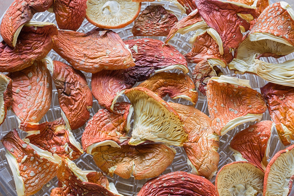 Drying Amanita Mushrooms 