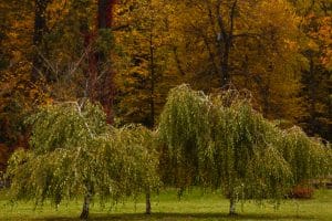 Dwarf Weeping Trees