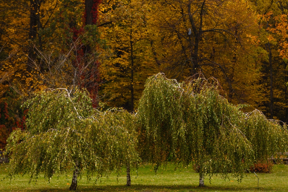 Dwarf Weeping Trees