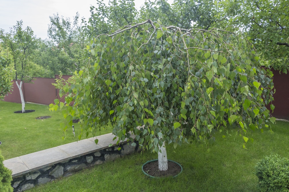 Dwarf Weeping Tree