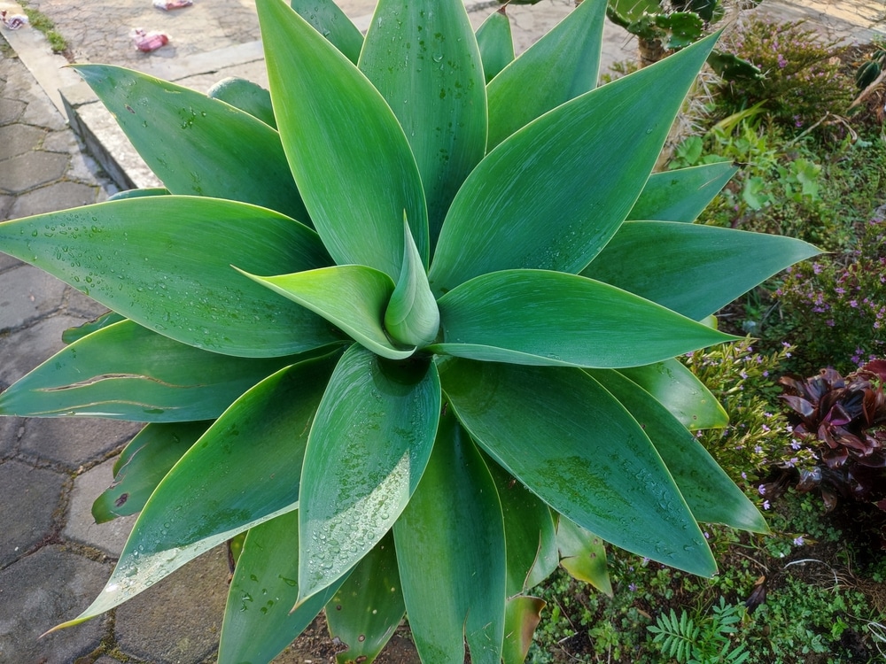 Foxtail Agave