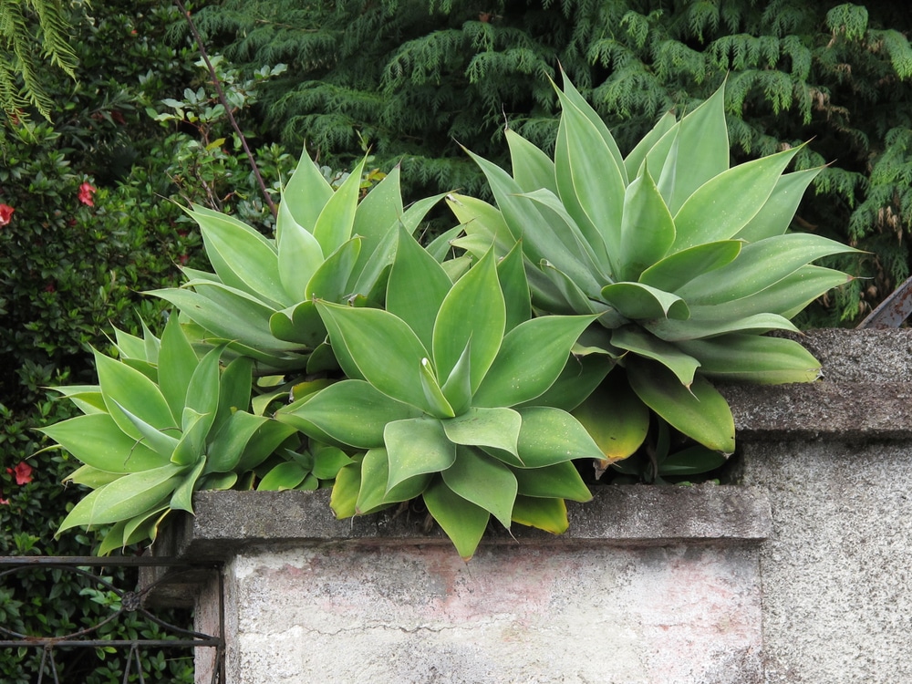 Foxtail Agave