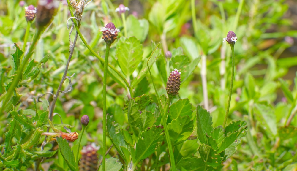 Frogfruit Ground Cover