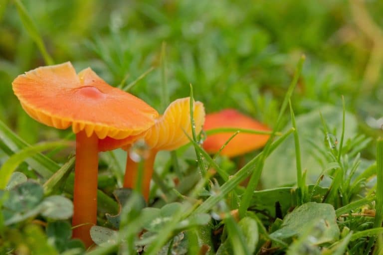 Orange Mushroom Identification 11 Common Varieties