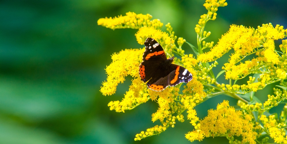 When Does Goldenrod Bloom