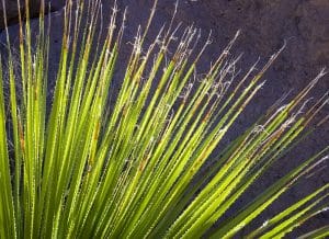 Plants Similar to Yucca