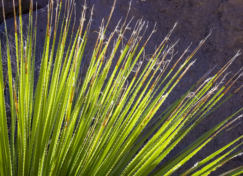 Plants Similar to Yucca