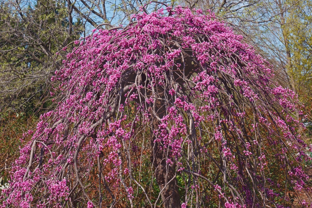 Trees Similar to Willow Trees